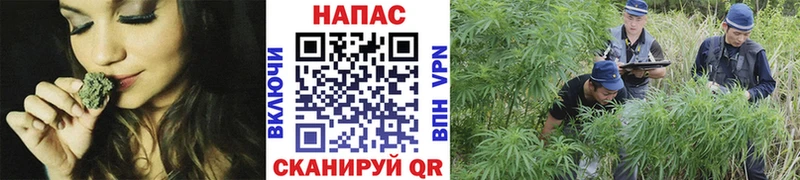 Марихуана SATIVA & INDICA  Купить закладки  Георгиевск 